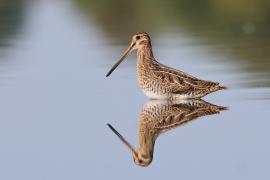 Kszyk - Gallinago gallinago - Common Snipe