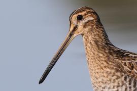 Kszyk - Gallinago gallinago - Common Snipe