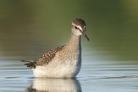 Łęczak - Tringa glareola - Wood Sandpiper