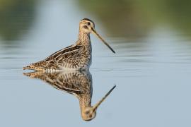 Kszyk - Gallinago gallinago - Common Snipe