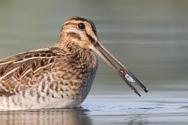 Kszyk - Gallinago gallinago - Common Snipe