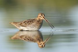Kszyk - Gallinago gallinago - Common Snipe