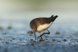 Samotnik - Tringa ochropus - Green Sandpiper