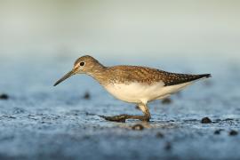 Samotnik - Tringa ochropus - Green Sandpiper