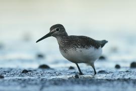 Samotnik - Tringa ochropus - Green Sandpiper