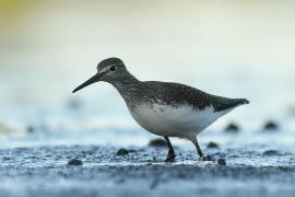 Samotnik - Tringa ochropus - Green Sandpiper