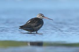 Brodziec śniady - Tringa erythropus - Spotted Redshank