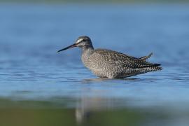 Brodziec śniady - Tringa erythropus - Spotted Redshank