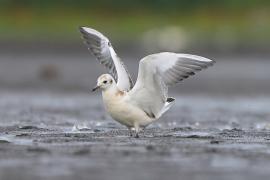 Śmieszka - Chroicocephalus ridibundus - Black-headed Gull