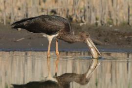 Bocian czarny - Ciconia nigra - Black Stork