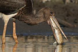 Bocian czarny - Ciconia nigra - Black Stork