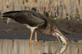 Bocian czarny - Ciconia nigra - Black Stork