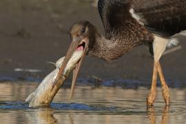 Bocian czarny - Ciconia nigra - Black Stork