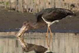 Bocian czarny - Ciconia nigra - Black Stork