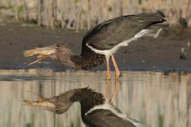 Bocian czarny - Ciconia nigra - Black Stork