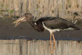 Bocian czarny - Ciconia nigra - Black Stork