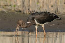 Bocian czarny - Ciconia nigra - Black Stork