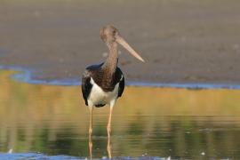 Bocian czarny - Ciconia nigra - Black Stork