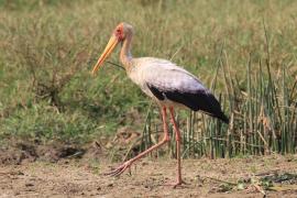 Dławigad afrykański - Mycteria ibis - Yellow-billed Stork