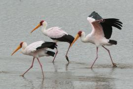 Dławigad afrykański - Mycteria ibis - Yellow-billed Stork