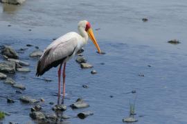 Dławigad afrykański - Mycteria ibis - Yellow-billed Stork