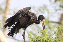 Kleszczak afrykański - Anastomus lamelligerus - African Openbill