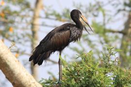 Kleszczak afrykański - Anastomus lamelligerus - African Openbill