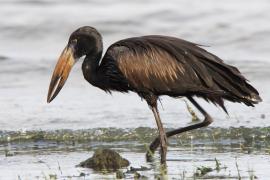 Kleszczak afrykański - Anastomus lamelligerus - African Openbill