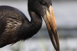 Kleszczak afrykański - African Openbill