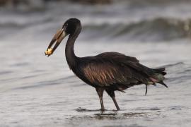 Kleszczak afrykański - Anastomus lamelligerus - African Openbill