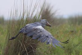 Trzewikodziób - Balaeniceps rex - Shoebill