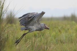 Trzewikodziób - Balaeniceps rex - Shoebill