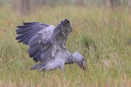 Trzewikodziób - Balaeniceps rex - Shoebill