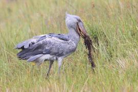 Trzewikodziób - Balaeniceps rex - Shoebill