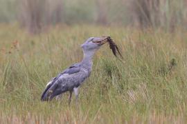 Trzewikodziób - Balaeniceps rex - Shoebill