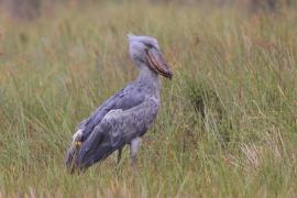 Trzewikodziób - Balaeniceps rex - Shoebill