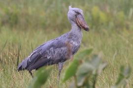 Trzewikodziób - Balaeniceps rex - Shoebill