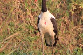 Żabiru afrykański - Ephippiorhynchus senegalensis - Saddle-billed Stork