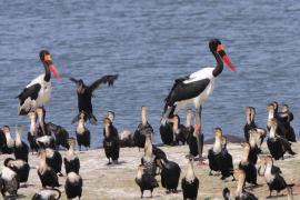 Żabiru afrykański - Ephippiorhynchus senegalensis - Saddle-billed Stork