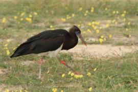 Bocian białobrzuchy - Ciconia abdimii - Abdim's Stork