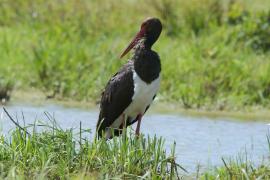 Bocian czarny - Ciconia nigra - Black Stork