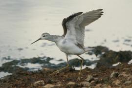 Brodziec pławny - Tringa stagnatilis - Marsh Sandpiper