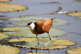Długoszpon afrykański - Actophilornis africanus - African Jacana