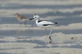 Krabożer - Dromas ardeola - Crab-plover