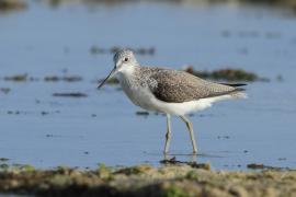 Kwokacz - Tringa nebularia - Common Greenshank