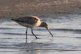 Szlamnik - Limosa lapponica - Bar-tailed Godwit 