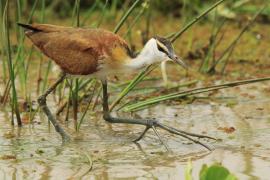 Długoszpon afrykański - Actophilornis africanus - African Jacana