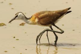 Długoszpon afrykański - Actophilornis africanus - African Jacana