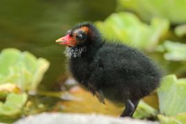 Kokoszka - Gallinula chloropus - Common Moorhen