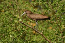 Waruga - Scopus umbretta - Hamerkop